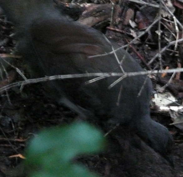 Our Superb Lyrebird picture won't be winning any photography awards.
